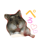 ジャンガリアンハムスターのおこめたん（個別スタンプ：10）