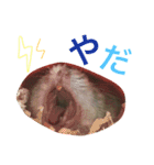 ジャンガリアンハムスターのおこめたん（個別スタンプ：13）