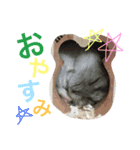 ジャンガリアンハムスターのおこめたん（個別スタンプ：15）