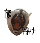 かわいいモーちゃんスタンプ（個別スタンプ：11）