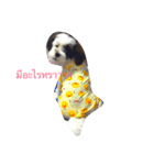 Mojo is dog（個別スタンプ：2）