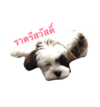 Mojo is dog（個別スタンプ：3）