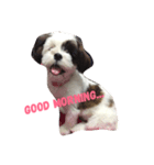 Mojo is dog（個別スタンプ：5）
