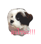 Mojo is dog（個別スタンプ：6）