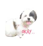 Mojo is dog（個別スタンプ：8）