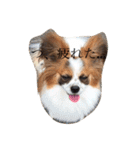 パピヨン ボビーさん（個別スタンプ：3）