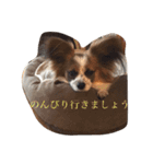 パピヨン ボビーさん（個別スタンプ：6）