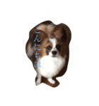 パピヨン ボビーさん（個別スタンプ：10）