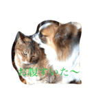パピヨン ボビーさん（個別スタンプ：13）