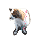 パピヨン ボビーさん（個別スタンプ：15）