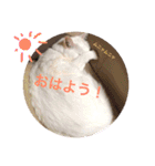 白猫みいこ vol.1（個別スタンプ：1）