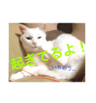 白猫みいこ vol.1（個別スタンプ：2）