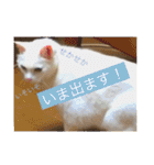 白猫みいこ vol.1（個別スタンプ：3）