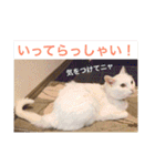 白猫みいこ vol.1（個別スタンプ：4）