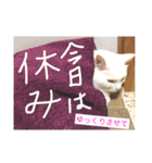白猫みいこ vol.1（個別スタンプ：5）