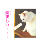 白猫みいこ vol.1（個別スタンプ：6）