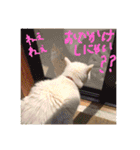 白猫みいこ vol.1（個別スタンプ：7）