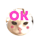 白猫みいこ vol.1（個別スタンプ：8）