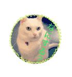 白猫みいこ vol.1（個別スタンプ：9）