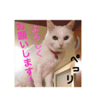 白猫みいこ vol.1（個別スタンプ：11）