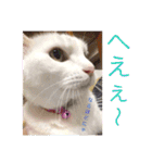 白猫みいこ vol.1（個別スタンプ：13）
