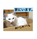白猫みいこ vol.1（個別スタンプ：15）