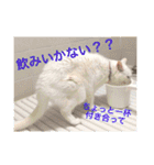 白猫みいこ vol.1（個別スタンプ：17）