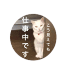 白猫みいこ vol.1（個別スタンプ：18）