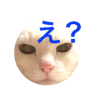 白猫みいこ vol.1（個別スタンプ：19）
