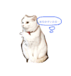 白猫みいこ vol.1（個別スタンプ：20）