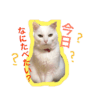 白猫みいこ vol.1（個別スタンプ：21）