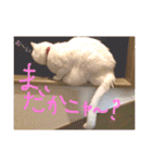 白猫みいこ vol.1（個別スタンプ：22）