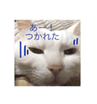白猫みいこ vol.1（個別スタンプ：23）