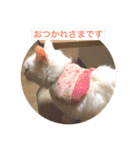 白猫みいこ vol.1（個別スタンプ：24）