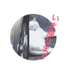 白猫みいこ vol.1（個別スタンプ：25）