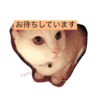 白猫みいこ vol.1（個別スタンプ：26）