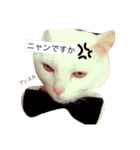 白猫みいこ vol.1（個別スタンプ：28）