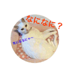 白猫みいこ vol.1（個別スタンプ：29）