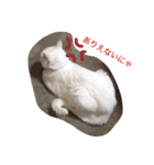 白猫みいこ vol.1（個別スタンプ：30）