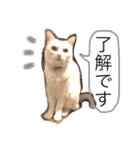 白猫みいこ vol.1（個別スタンプ：32）