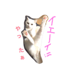 白猫みいこ vol.1（個別スタンプ：34）