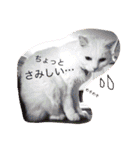 白猫みいこ vol.1（個別スタンプ：38）