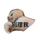 Boget（個別スタンプ：3）