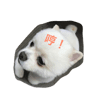 Boget（個別スタンプ：6）