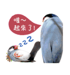 Cute little birds（個別スタンプ：1）