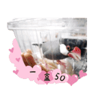 Cute little birds（個別スタンプ：3）