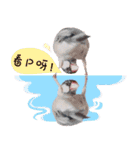 Cute little birds（個別スタンプ：4）