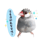 Cute little birds（個別スタンプ：5）