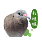 Cute little birds（個別スタンプ：6）