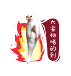 Cute little birds（個別スタンプ：7）